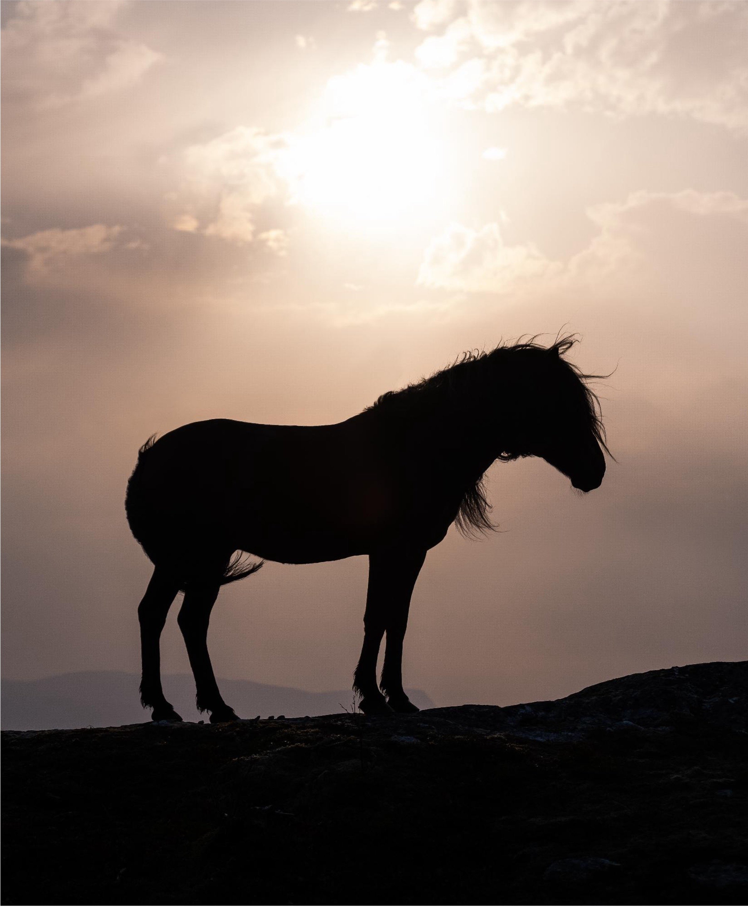 Silhuett av en hingst under en solnedgang, med tåkete fjell i bakgrunnen.