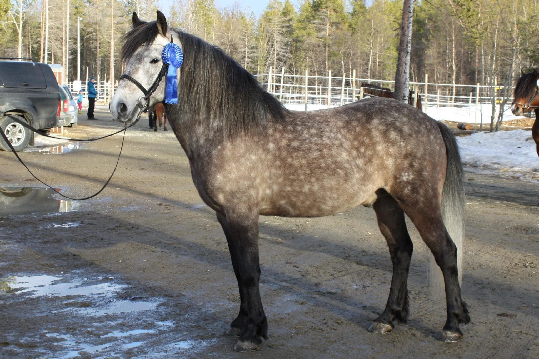 En grå-hvit hest med blå rosett på halsen står på en stallplass, tidlig vår.