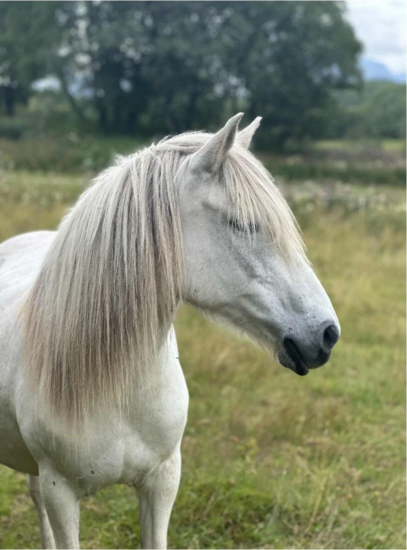 En hvit hest står i en grønn eng med trær i bakgrunnen, under en overskyet himmel.