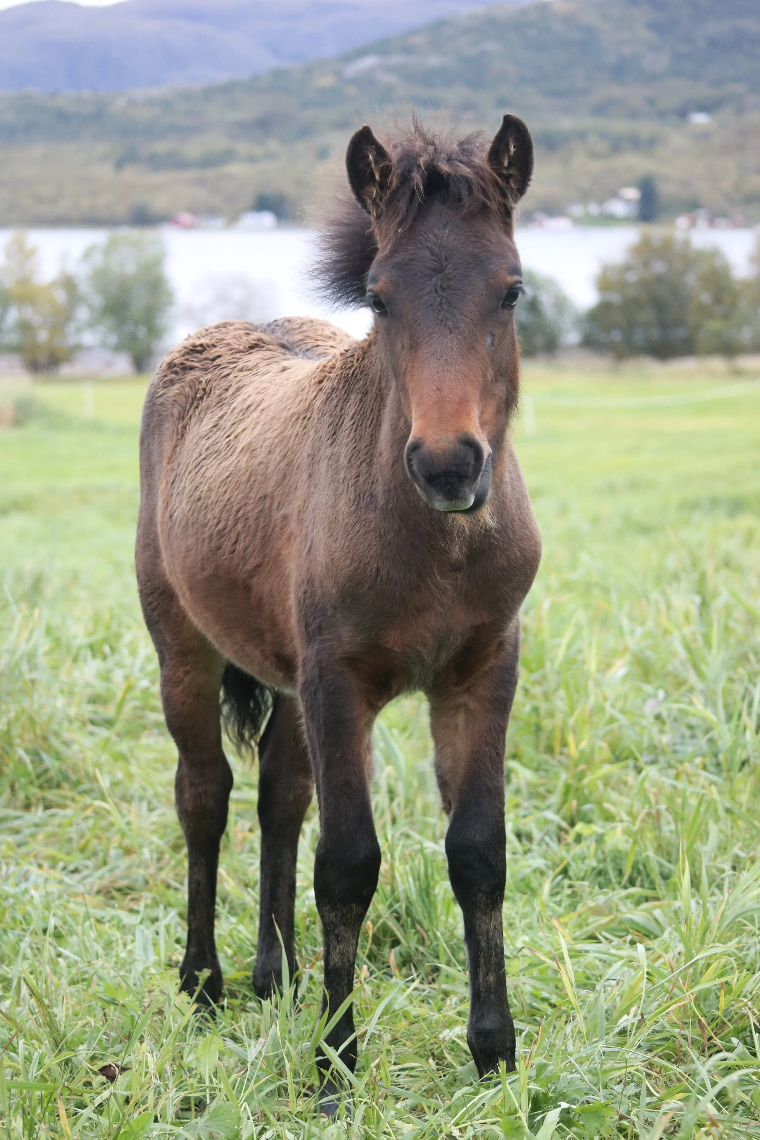 ung hest som står på gress i et landskap med innsjø og fjell i bakgrunnen