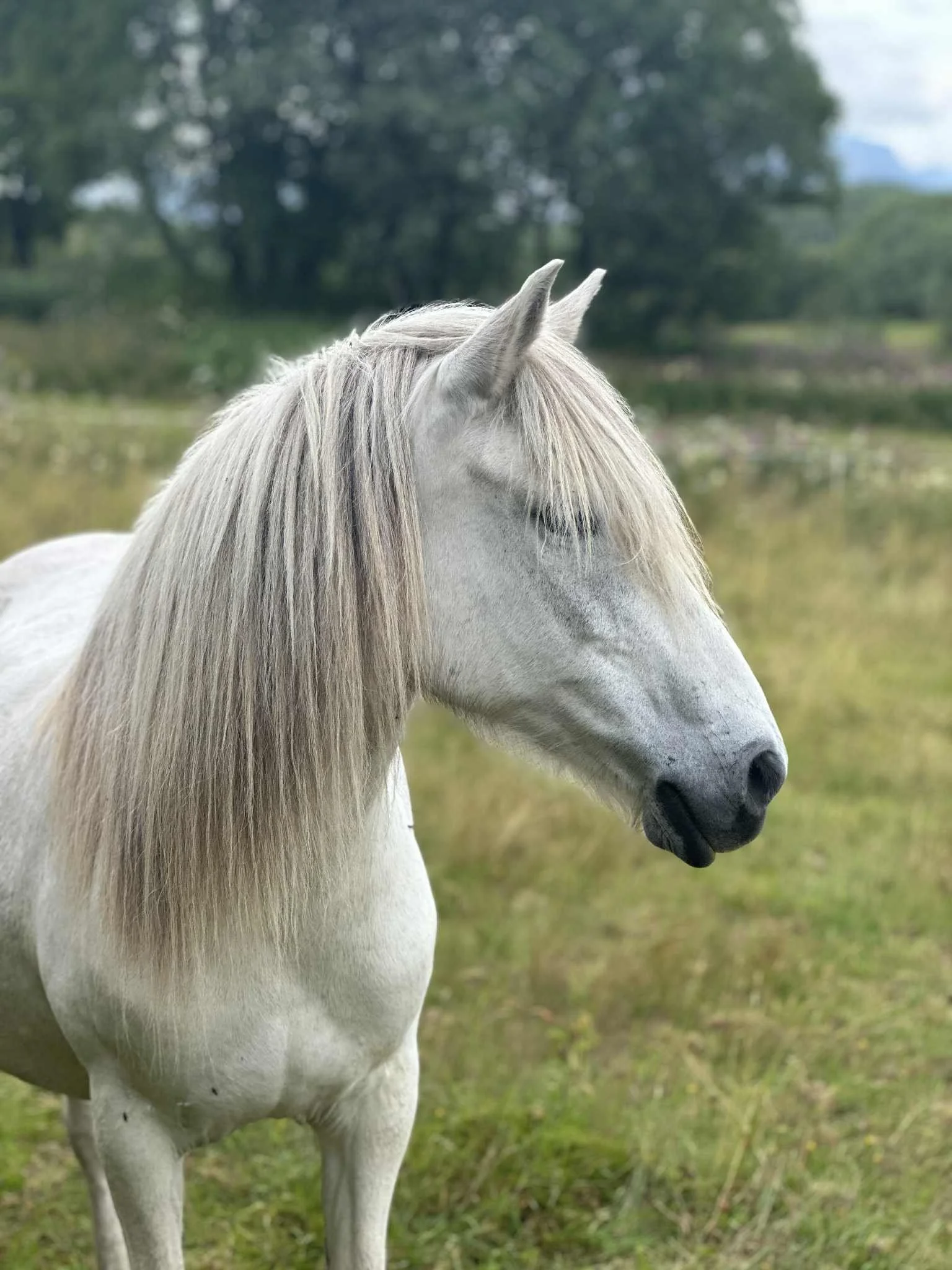en hvit hest står i en grønn eng med trær i bakgrunnen.