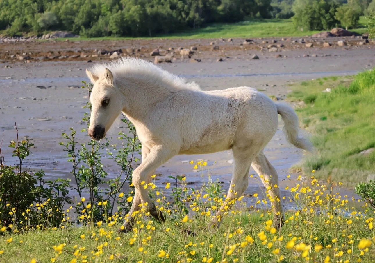 Ett hvit føl som går blant gule blomster ved en elvebredde med vann og grønne trær i bakgrunnen.
