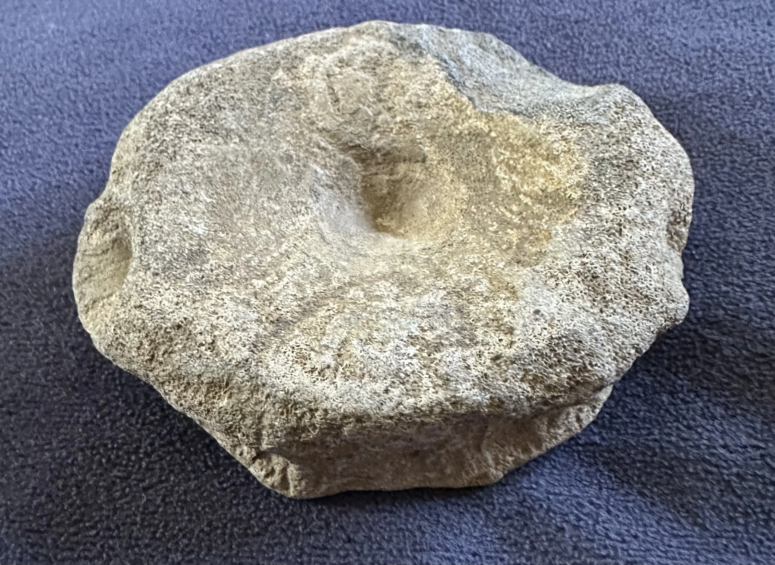 Ichthyosaur Vertebrae Fossil Ely