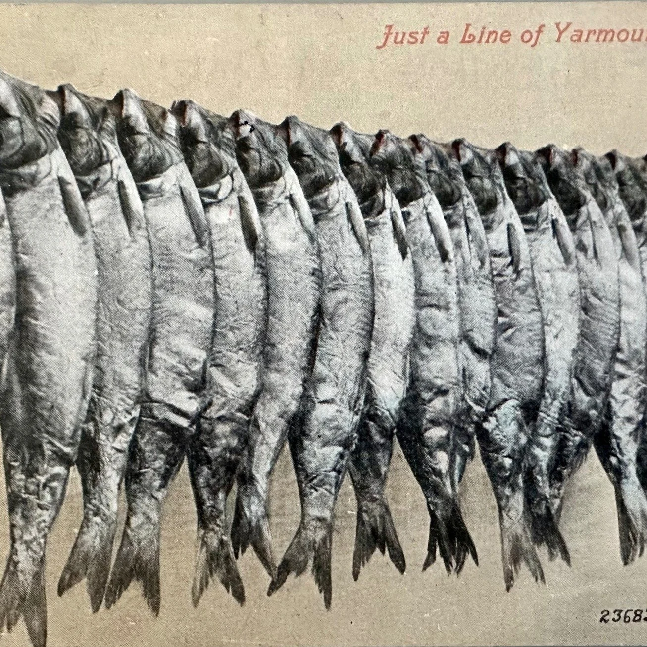 Yarmouth Bloaters - old postcard sent to Cambridge 1908&hellip;
See more at my website
#greatyarmouth #cambridgehistory #oldpostcards #chesterton #norfolkhistory