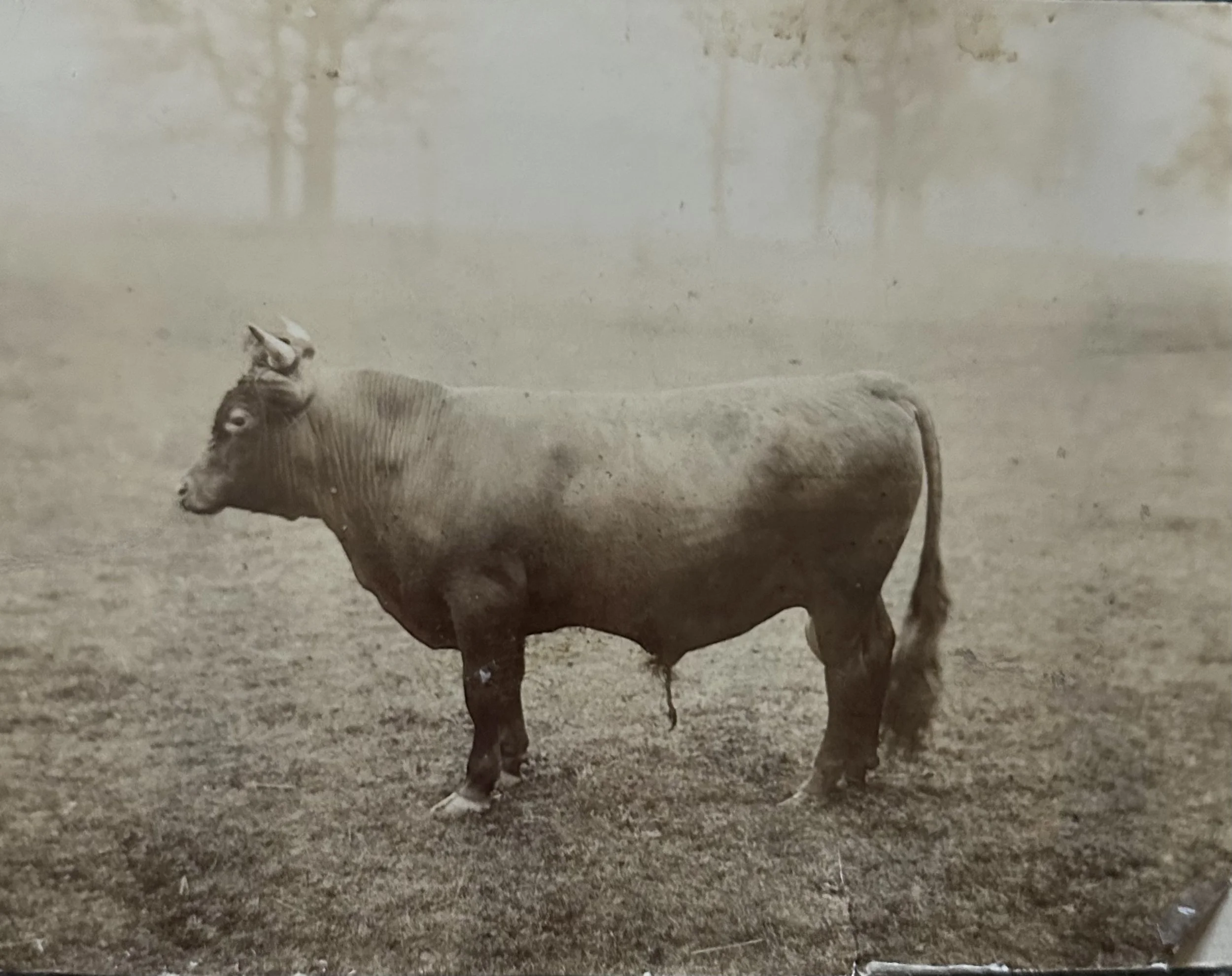 Bull  c.1900 UK