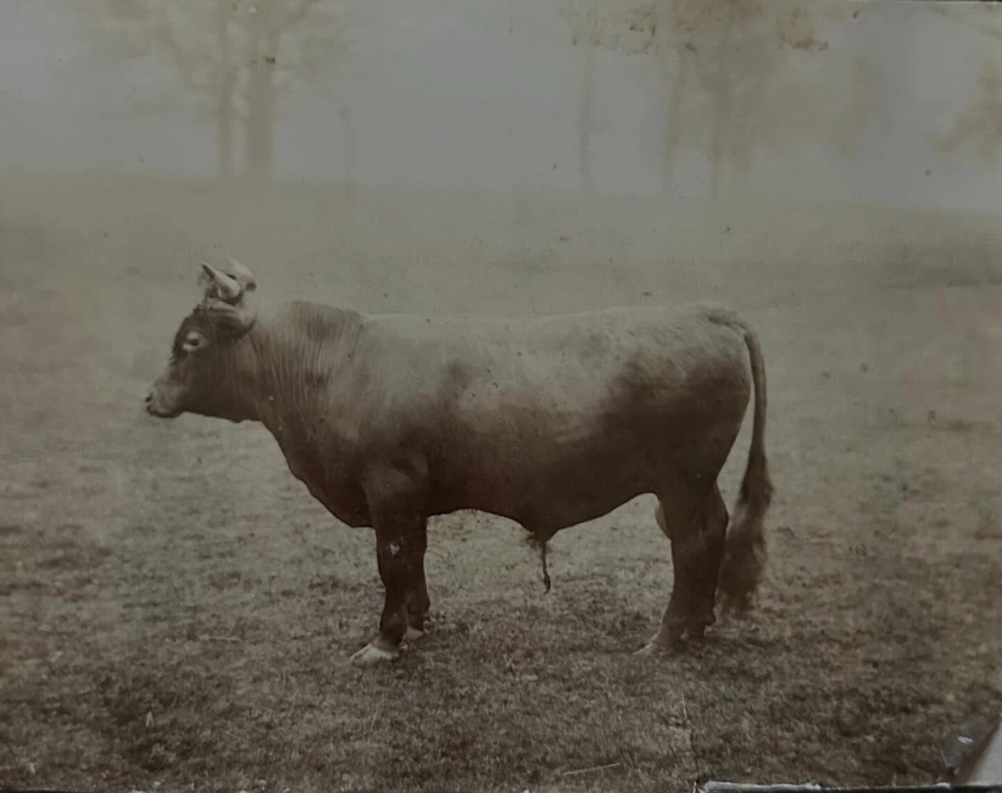 Here&rsquo;s a lovely old photograph of a bull standing in a meadow. My aunt gave me the photograph and because nothing further is known about it, no information of where it was taken or when, it almost got thrown out, so here it is having its chance