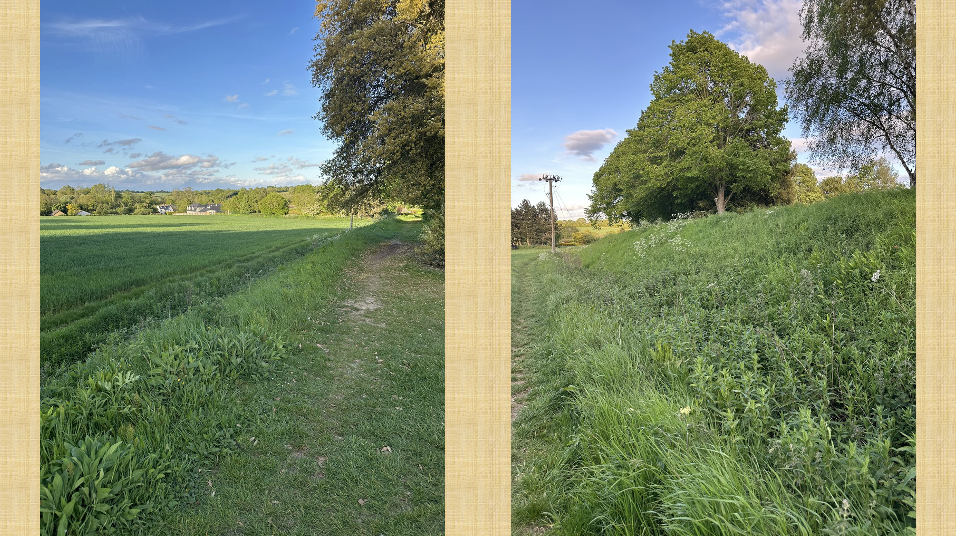 Bank and Ditch at Thorns Wickhambrook