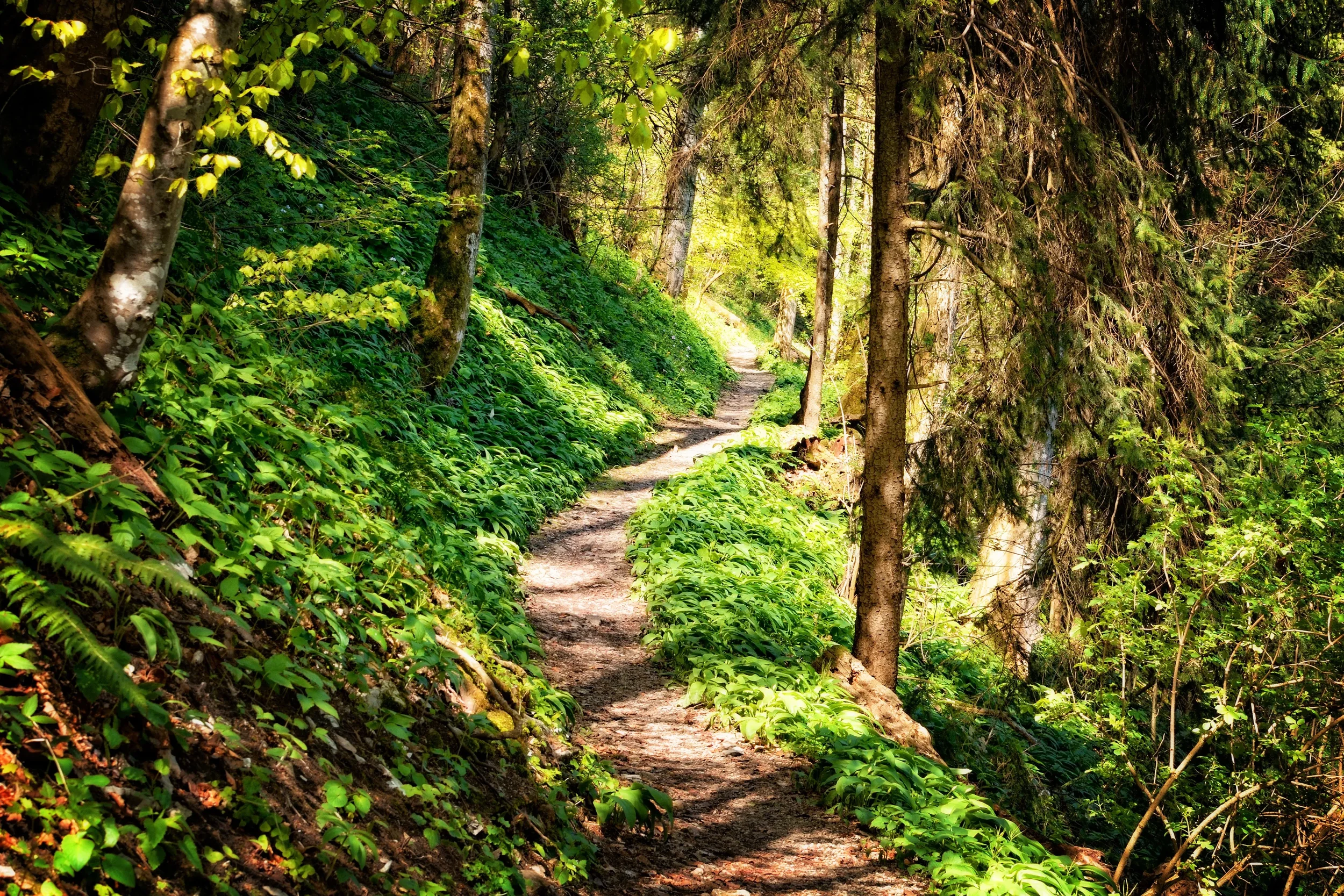 Hiking-Trail-No-People-2.webp
