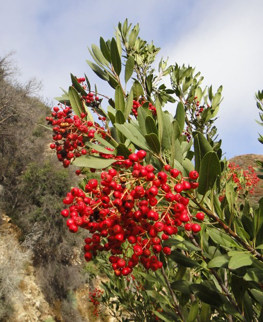 Toyon (Heteromeles arbutifolia)