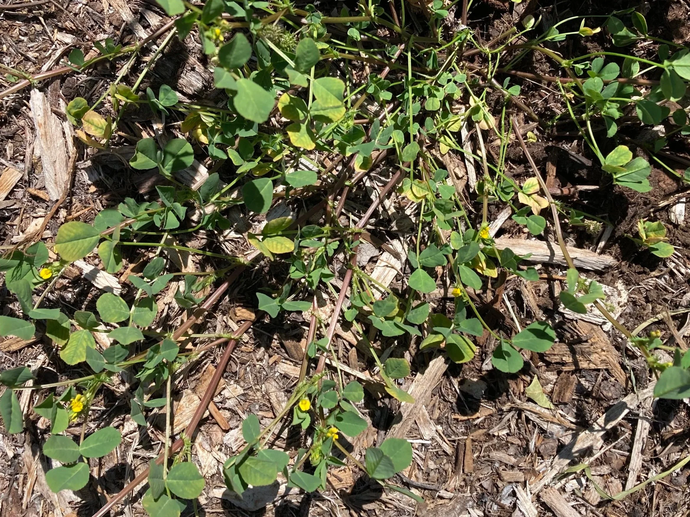 Clover