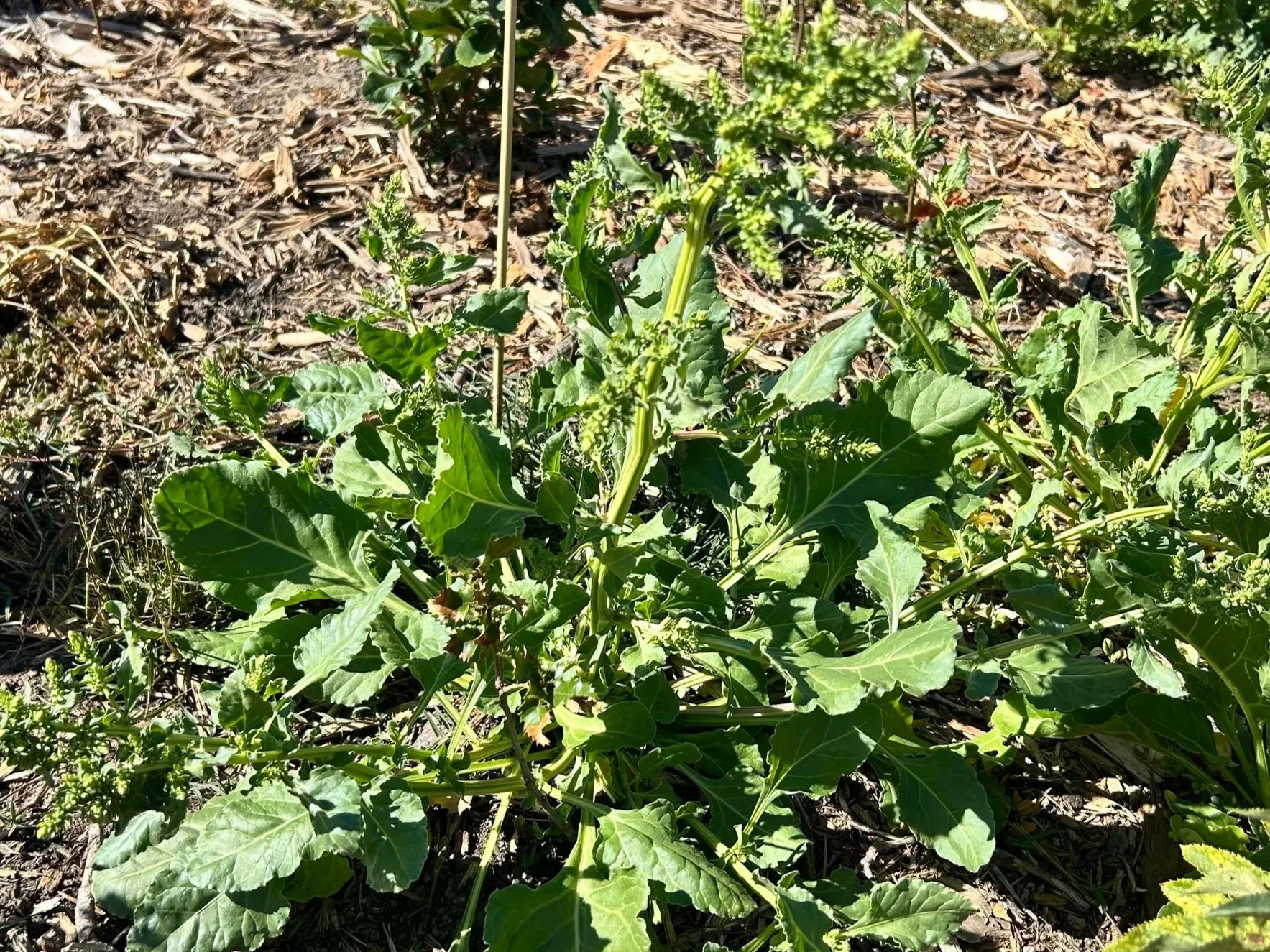 Sea Beet