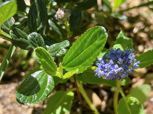 Skylark Mtn. Lilac (Ceanothus 'Skylark')
