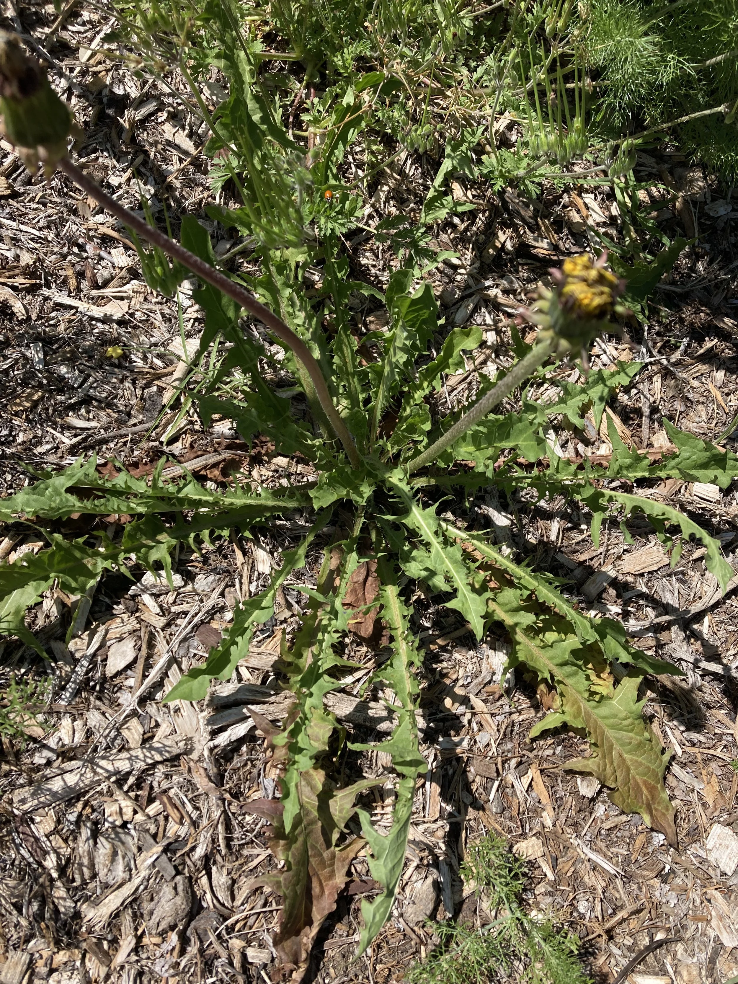 Dandelion
