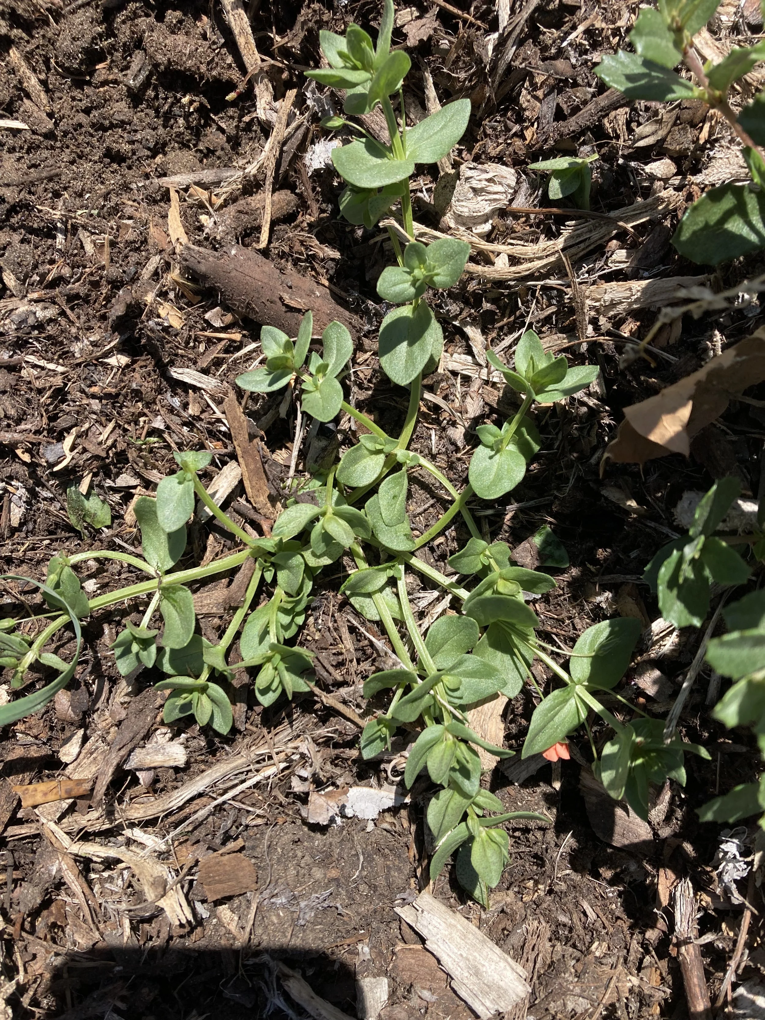 Scarlet Pimpernel
