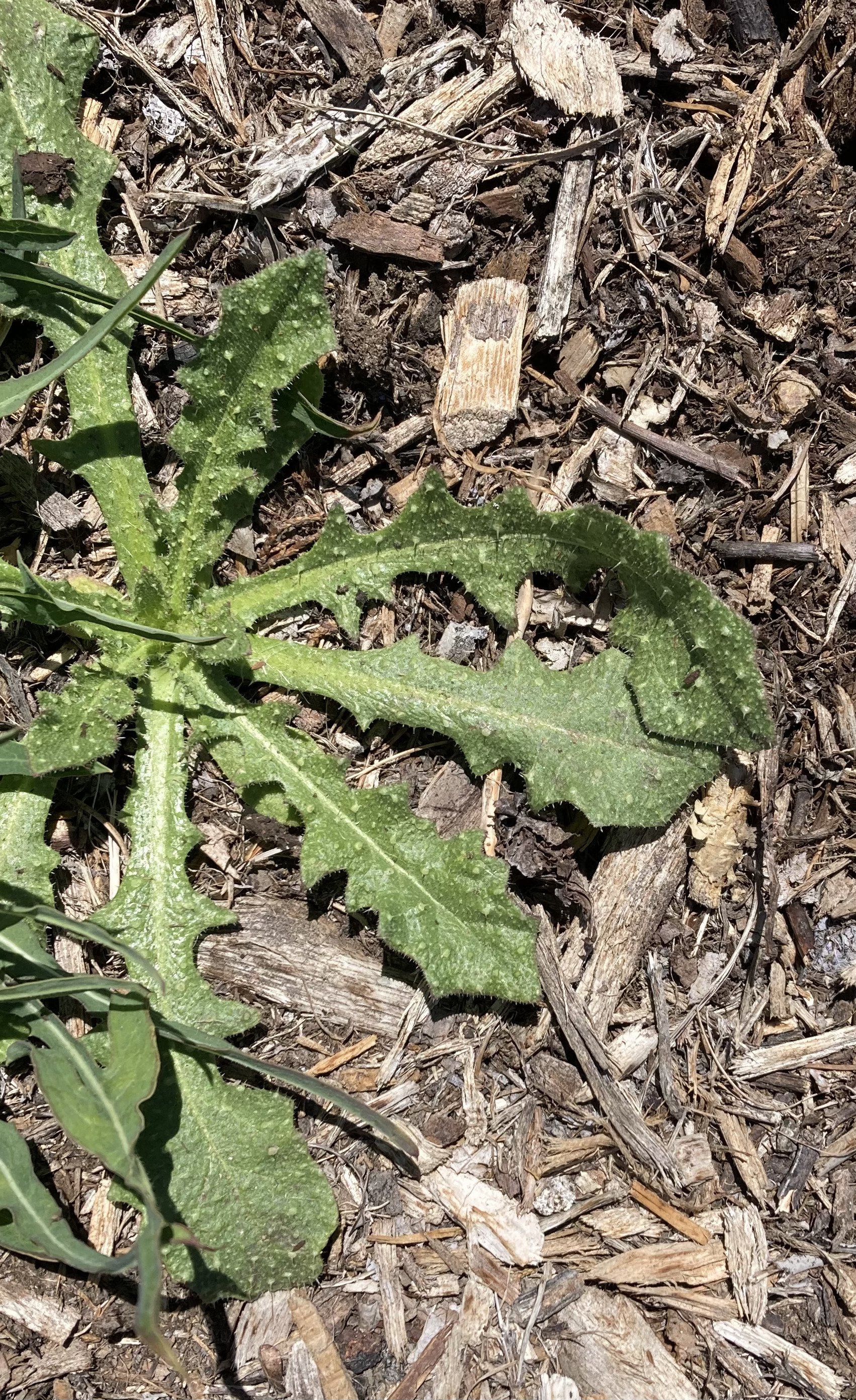 Thistle