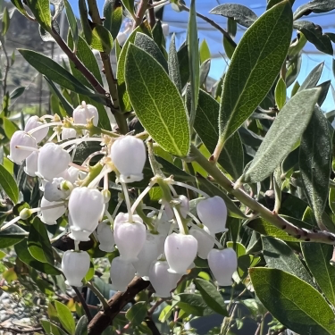 Sentinel Vine Hill Manzanita (Arctostaphylos densiflora 'Sentinel')
