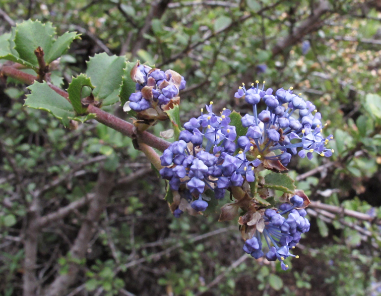 Pt. Reyes Ceanothus (Ceanothus gloriosus)