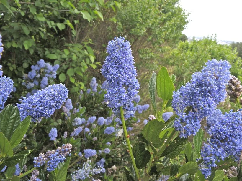 Blueblossom Ceanothus (Ceanothus thyrsiflorus)