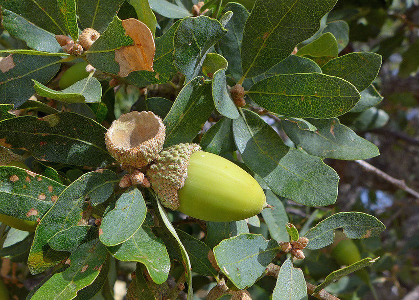 Blue Oak (Quercus douglasii)