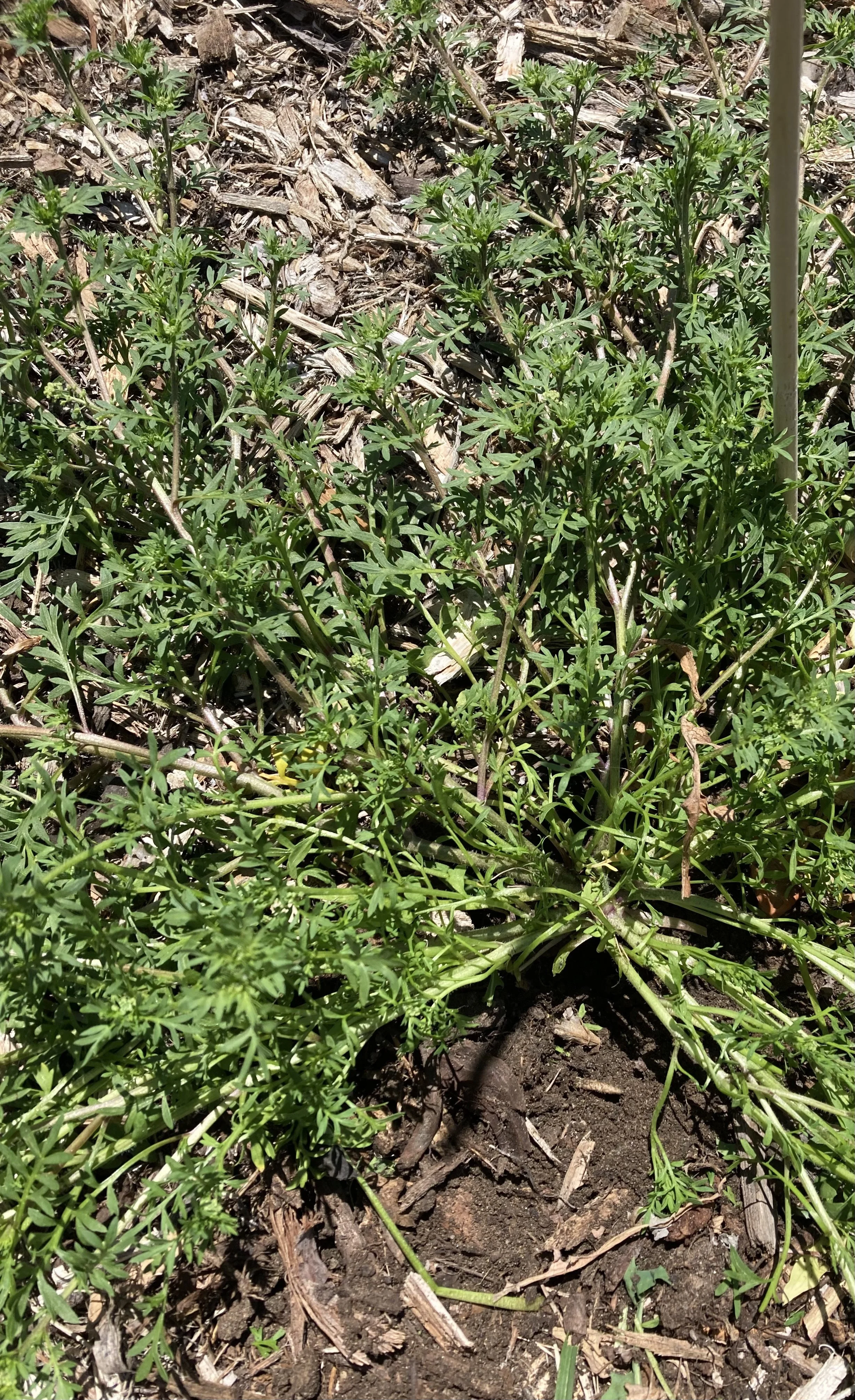 Swine-cress