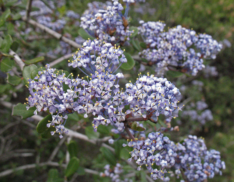 Buckbrush (Ceanothus cuneatus)