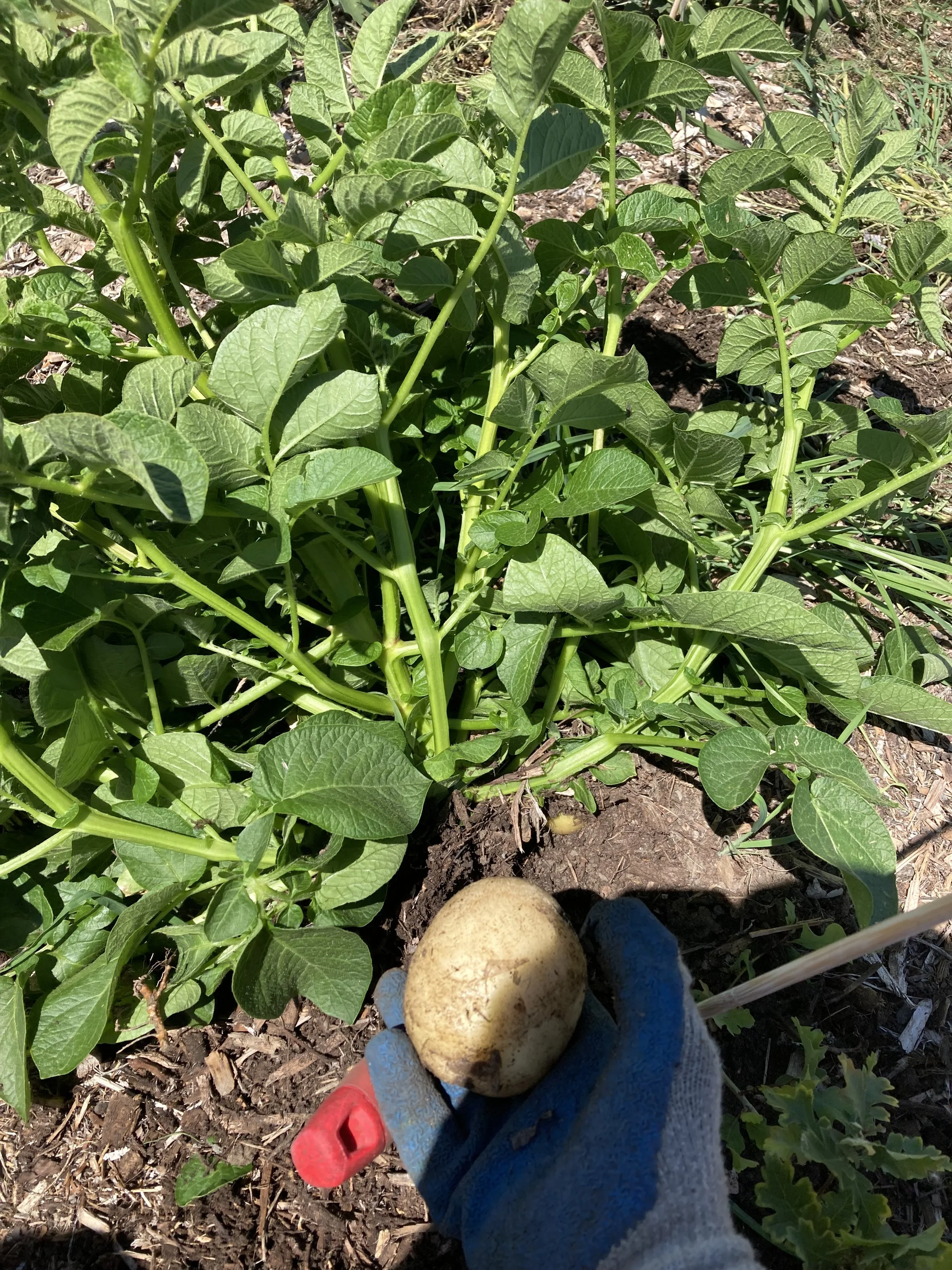 Potato