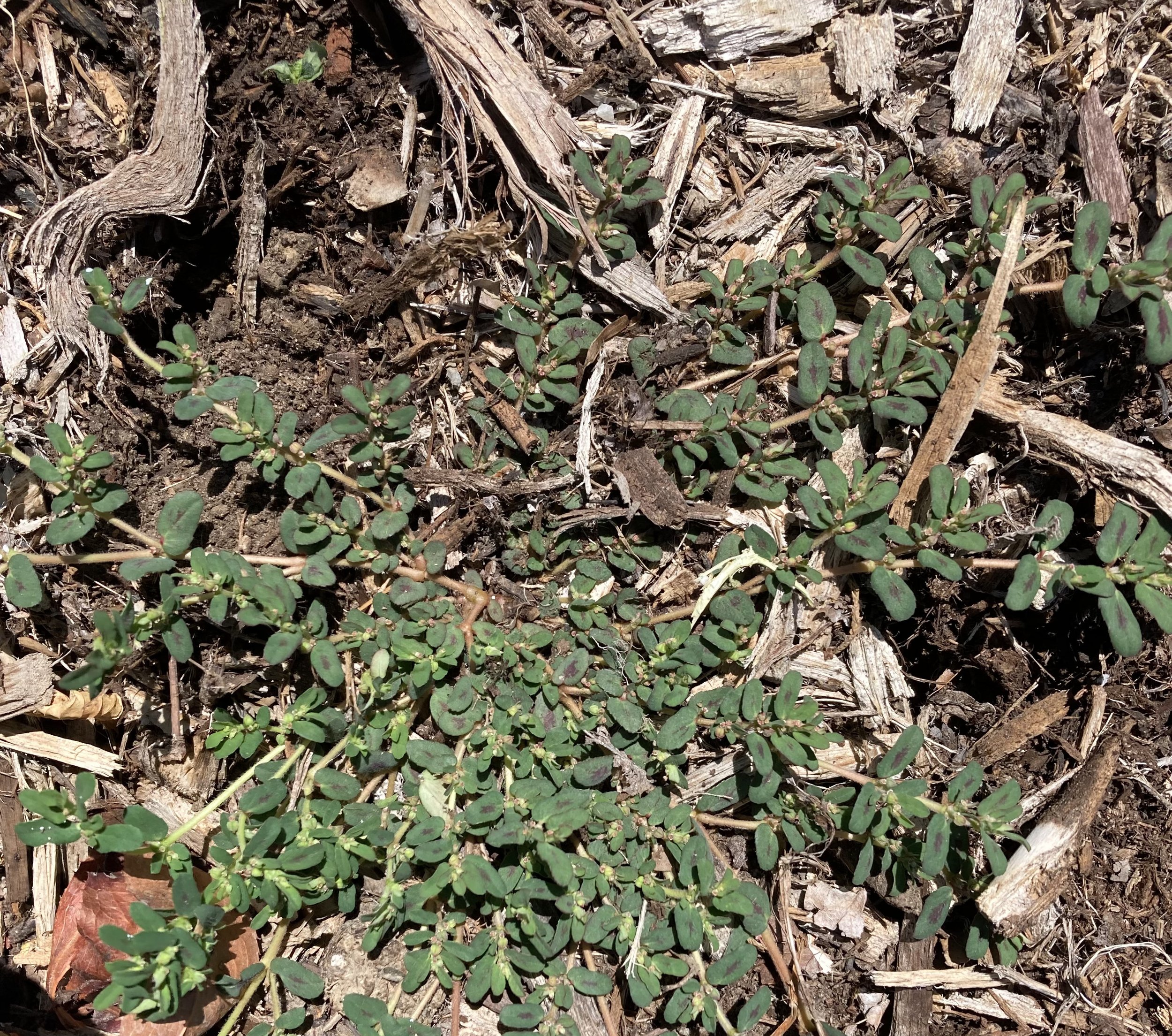 Spotted Spurge
