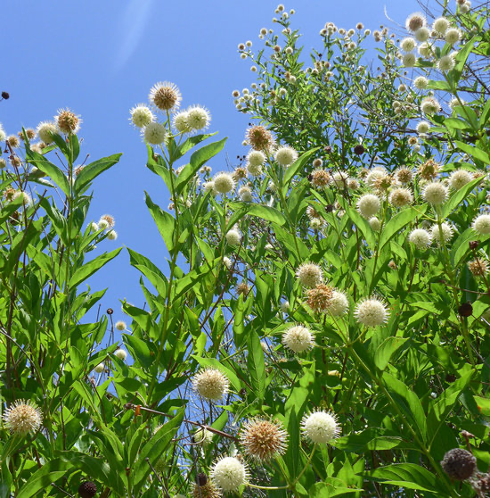 Buttonbrush (Cephalanthus occidentalis)