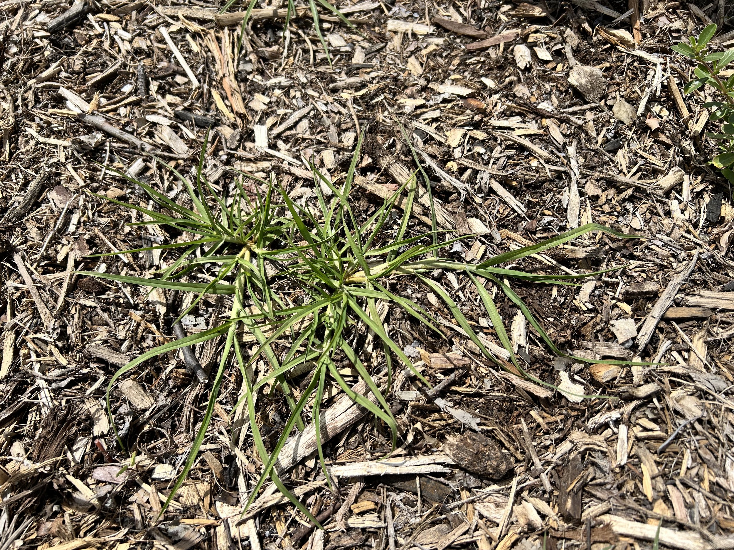 Grass