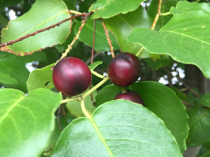 Hollyleaf Cherry (Prunus ilicifolia)