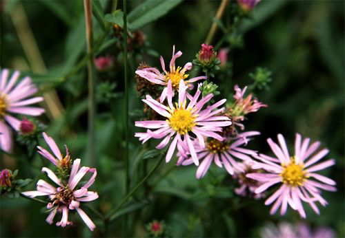 California Aster (Symphyotrichum chilensis)