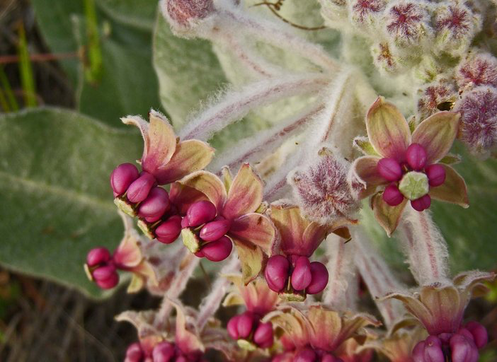 California Milkweed (Asclepias californica)