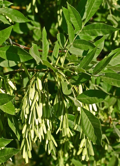 Oregon Ash (Fraxinus latifolia)