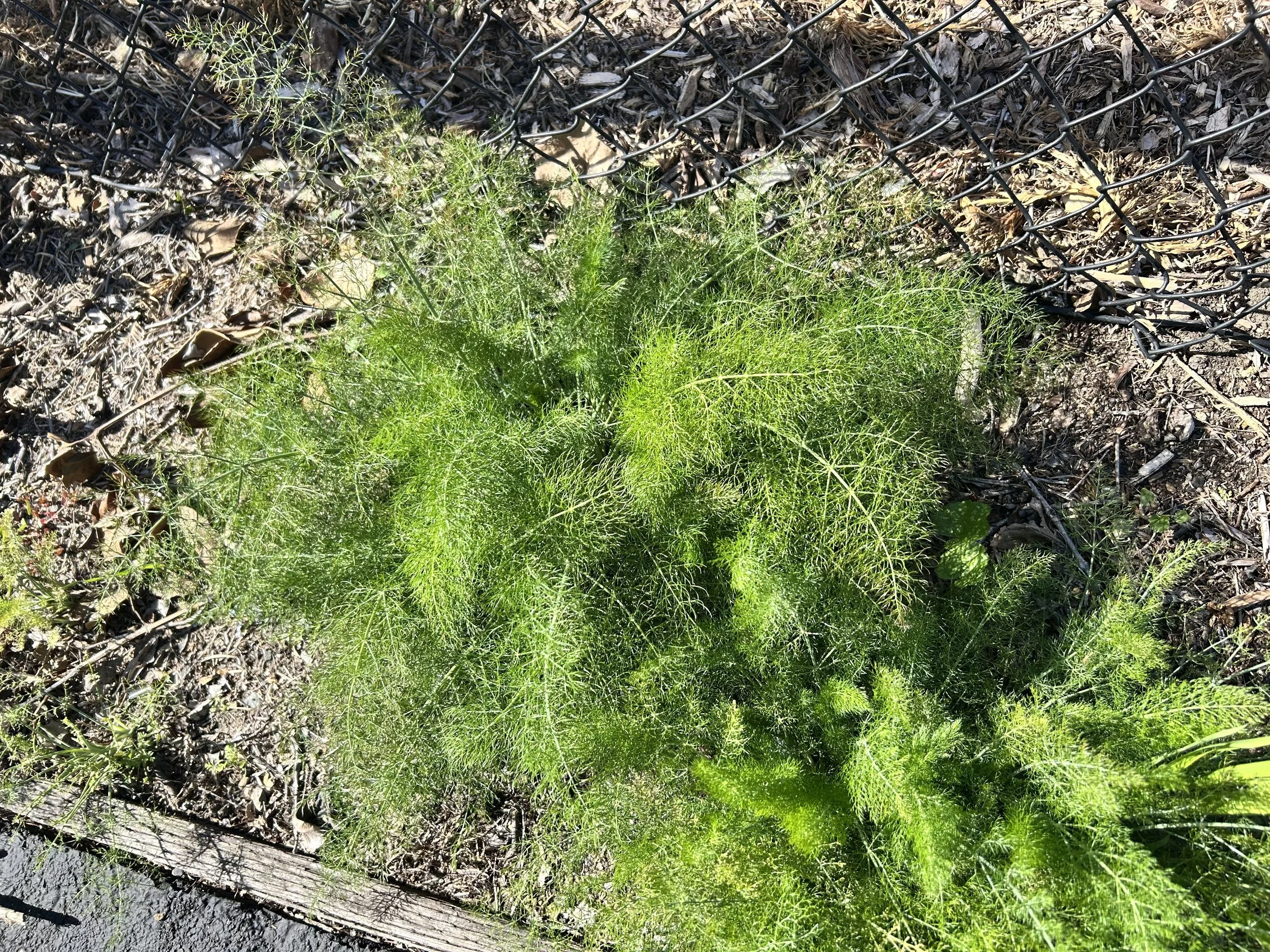 Fennel
