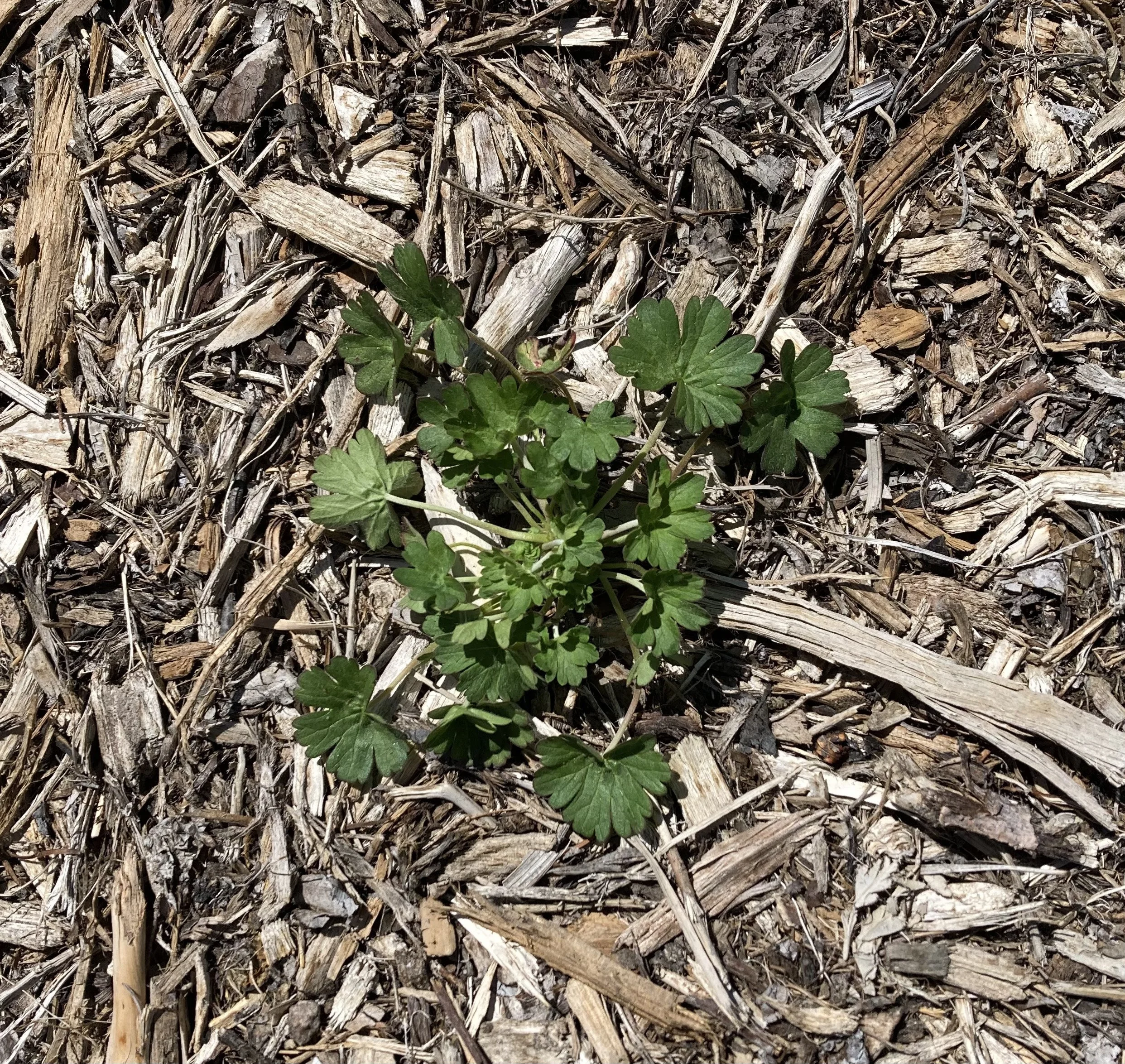 Cinquefoil Geranium