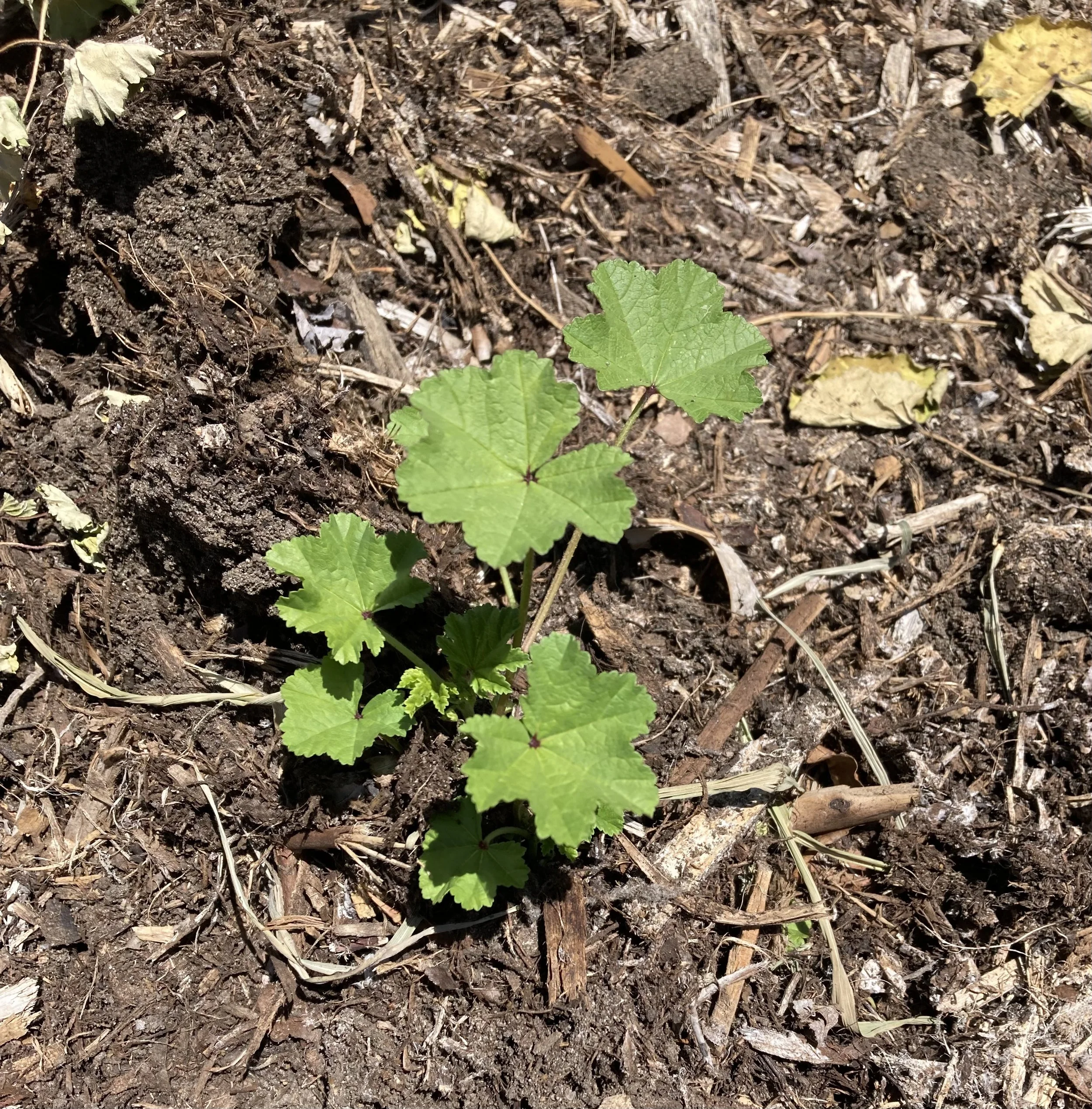 Common Mallow