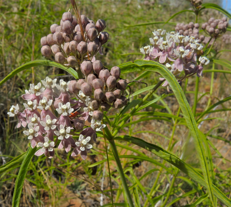 Narrow Leaf Milkweed (Asclepias fascicularis)