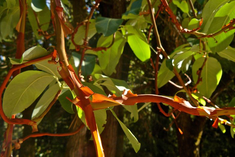 Pacific Madrone (Arbutus menziesii)