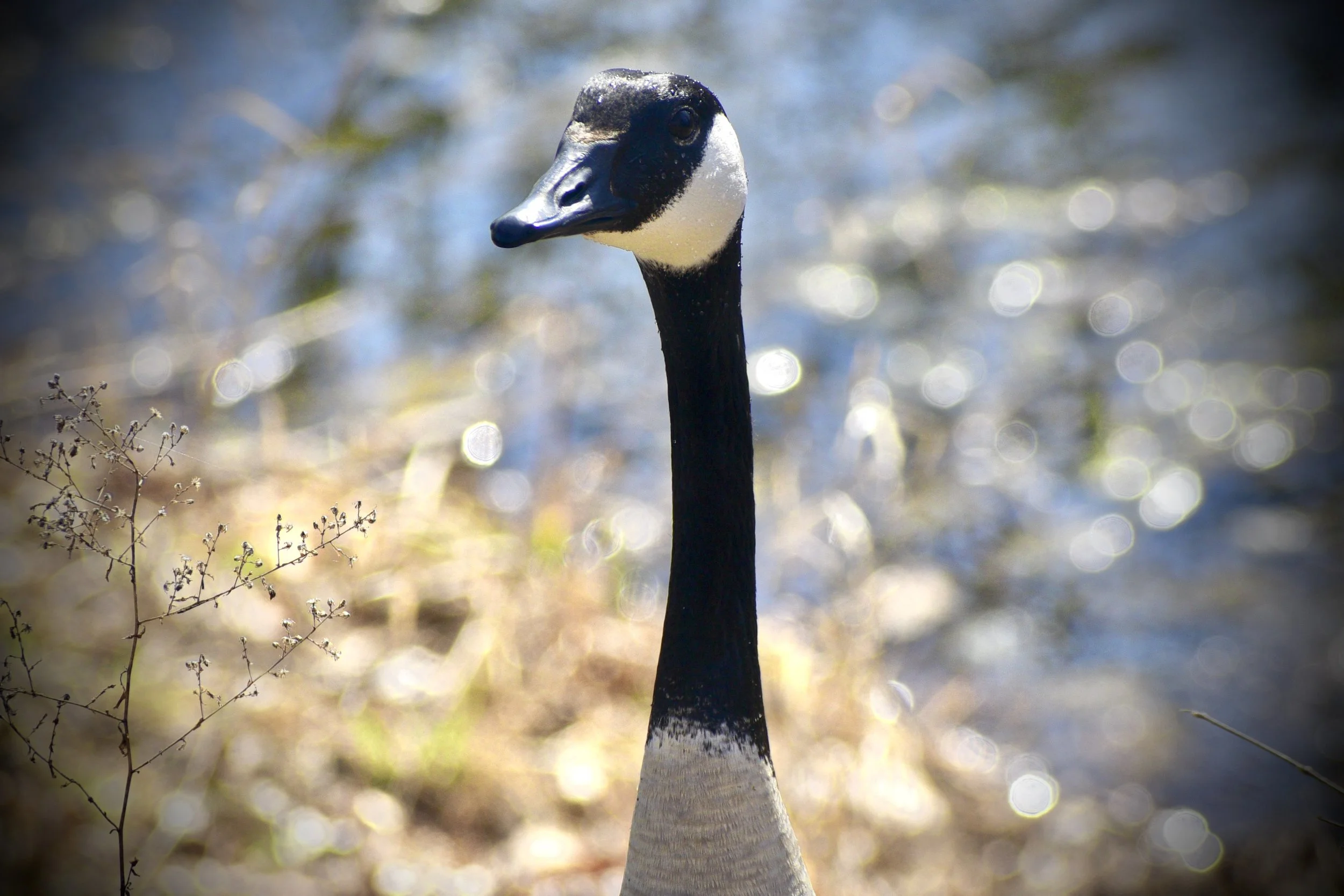A1F077D0-EF62-4773-BCFF-0E5B6EA99FF2_1_201_a.jpeg