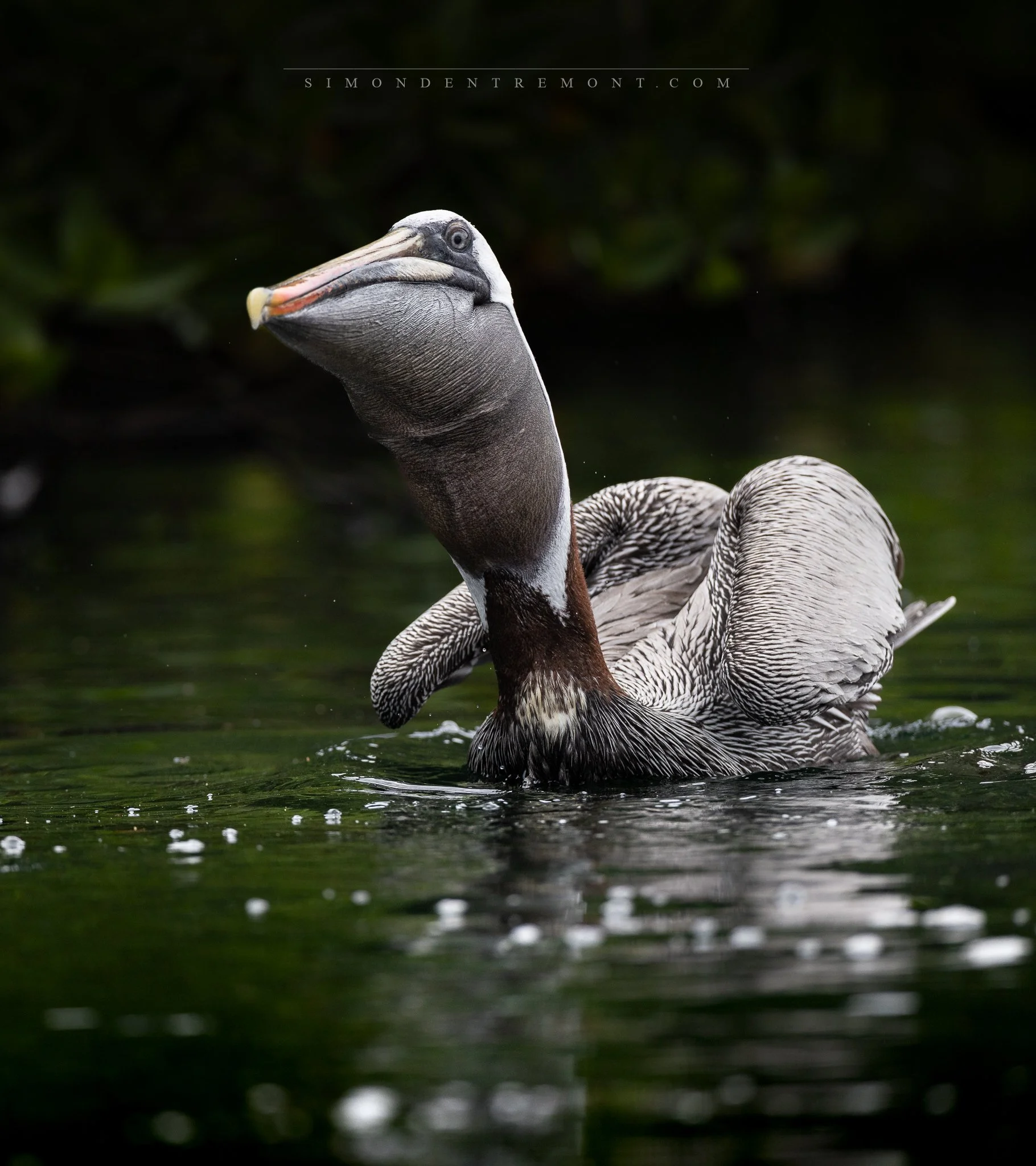 Pelican-2.jpg