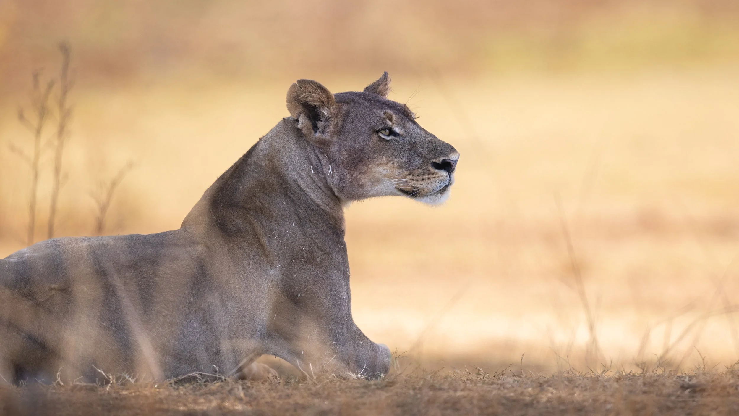 lion subject shade-9374.jpg
