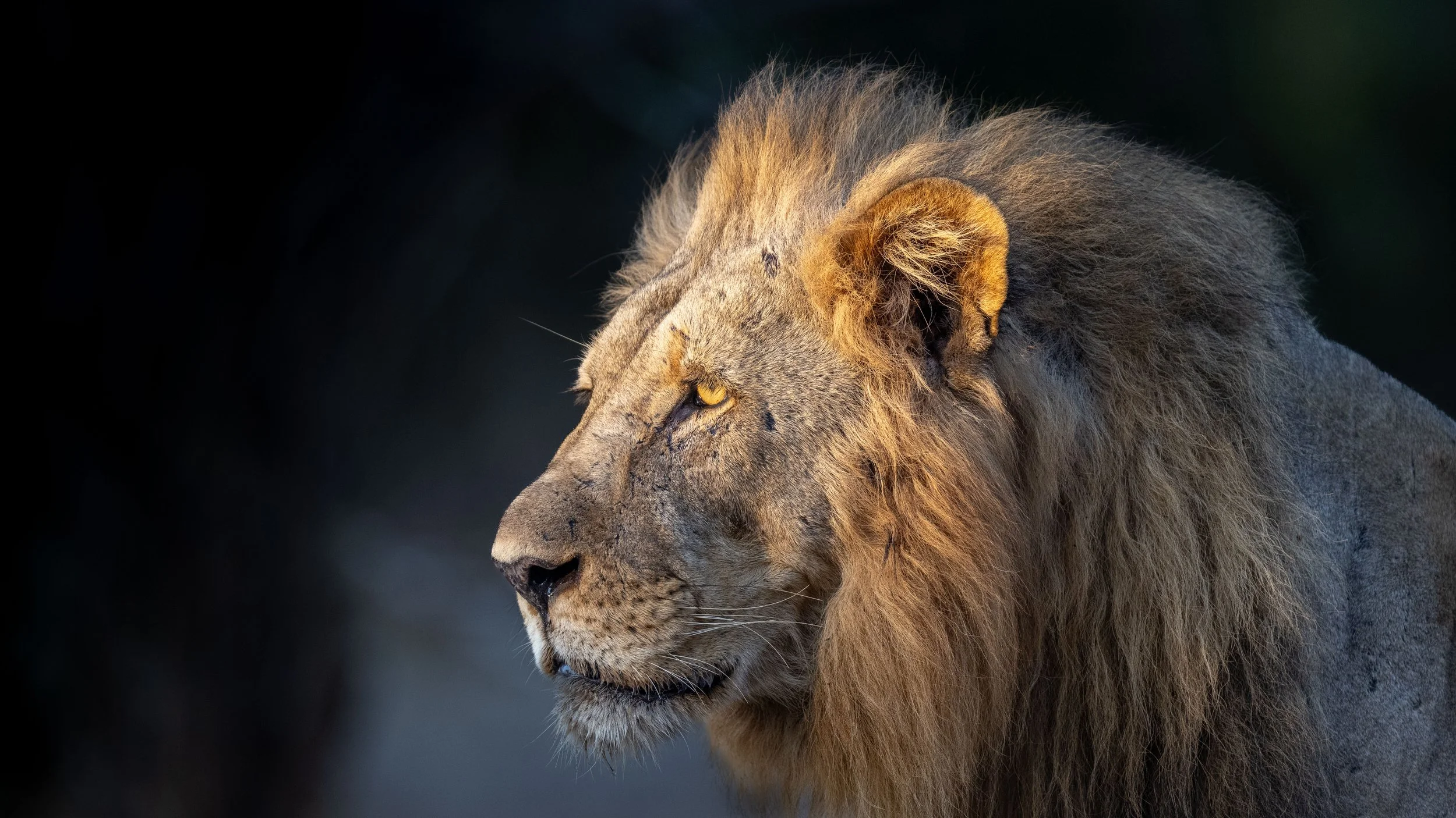 lion-2089.jpg
