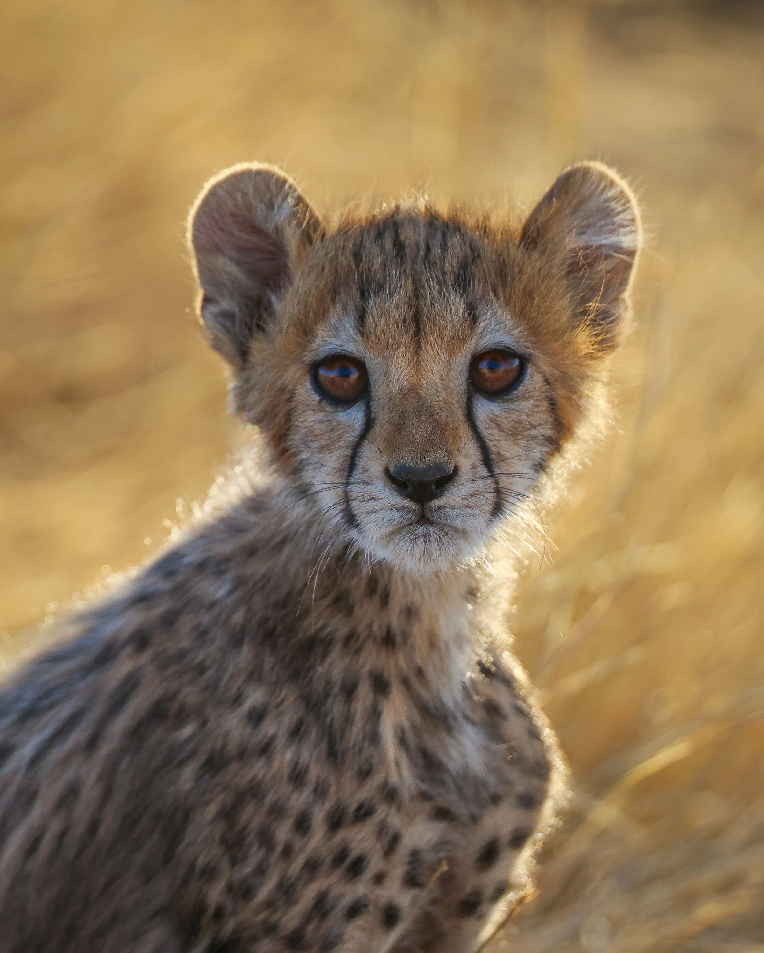 Cheetah cub-1.jpg