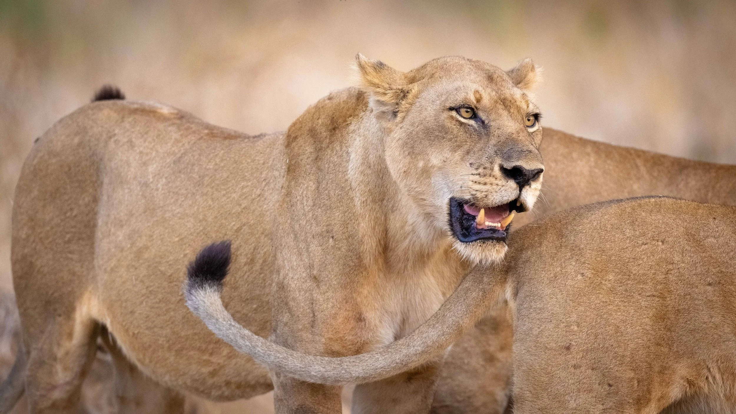 _Lion Zambia-0019.jpg
