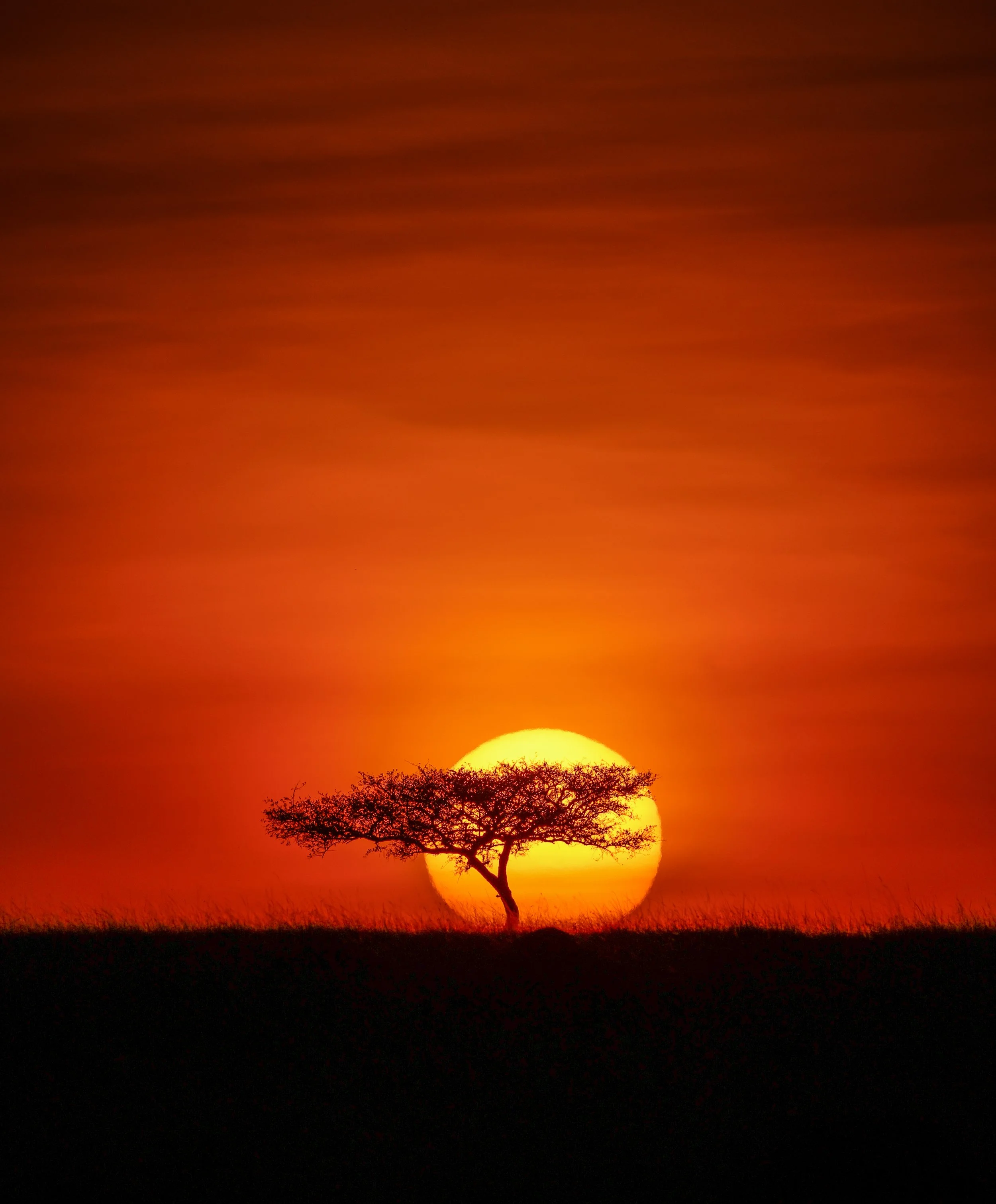 Acacia sunset-1.jpg