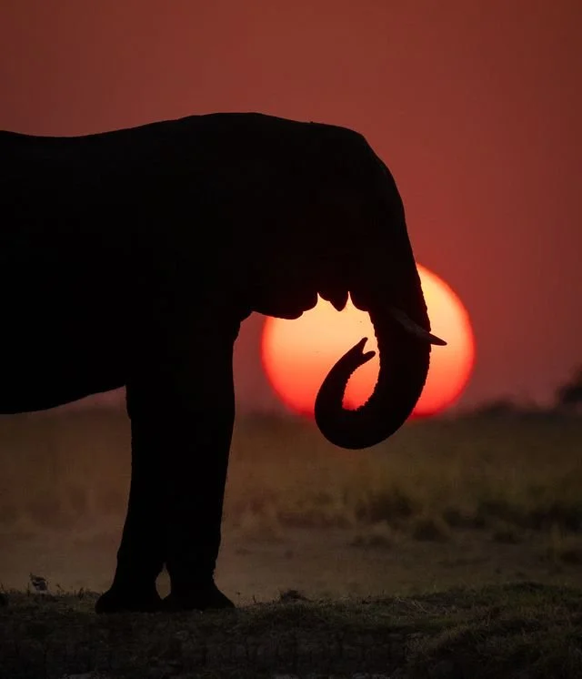 elephant sunset ii-9021.jpeg