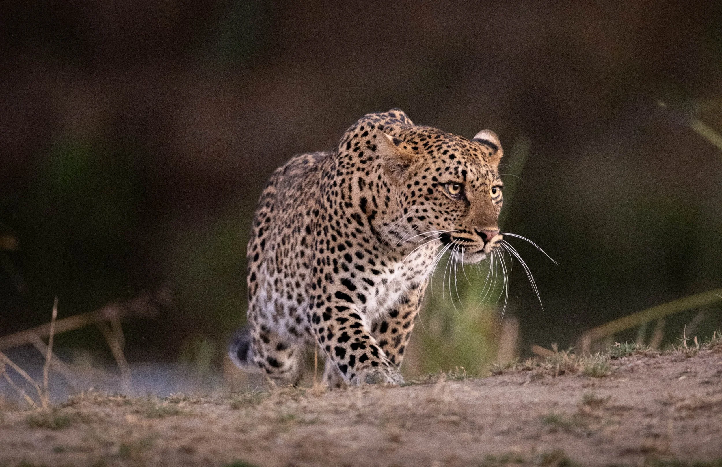 leopard-1314.jpg