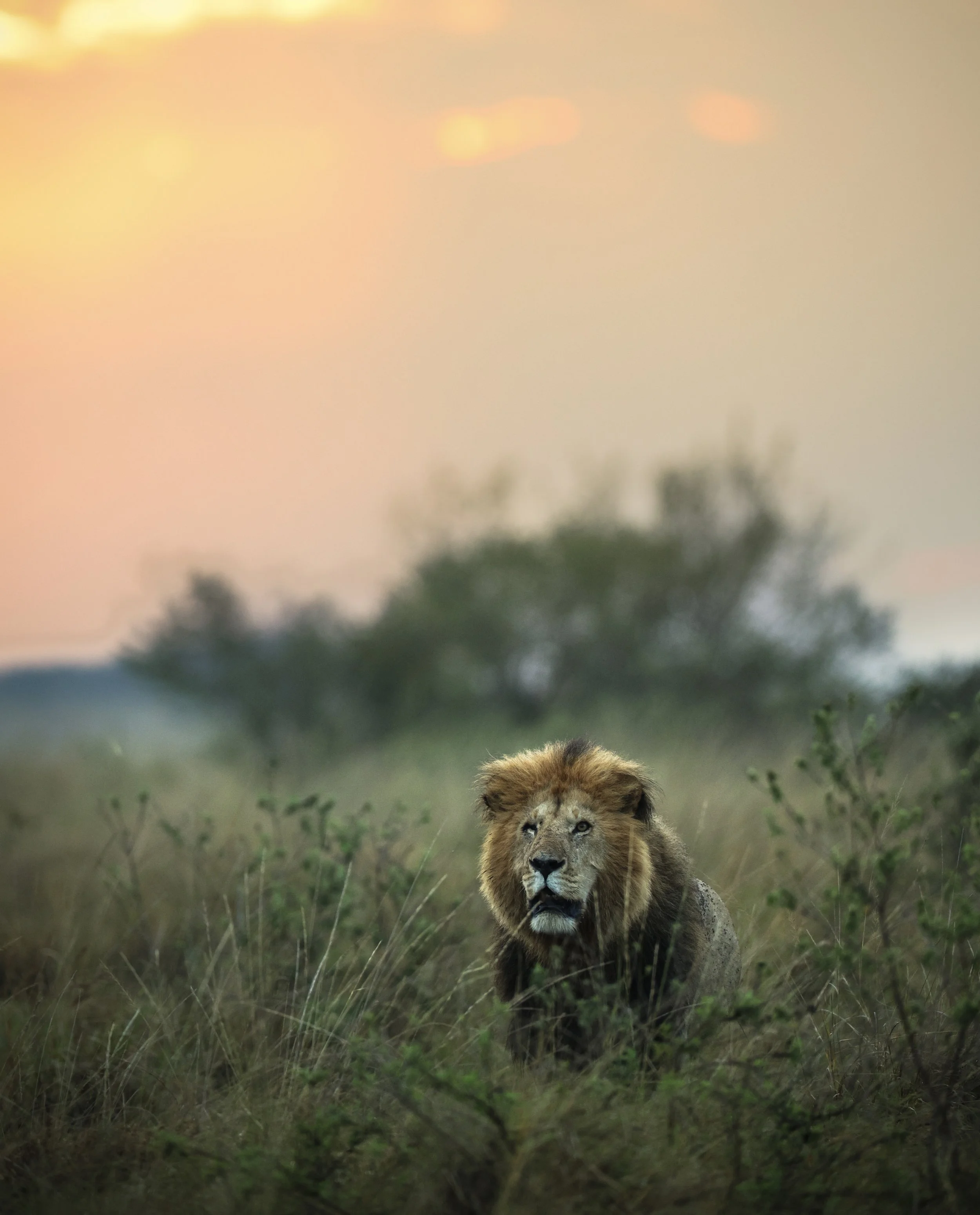 Lion sunrise.jpeg