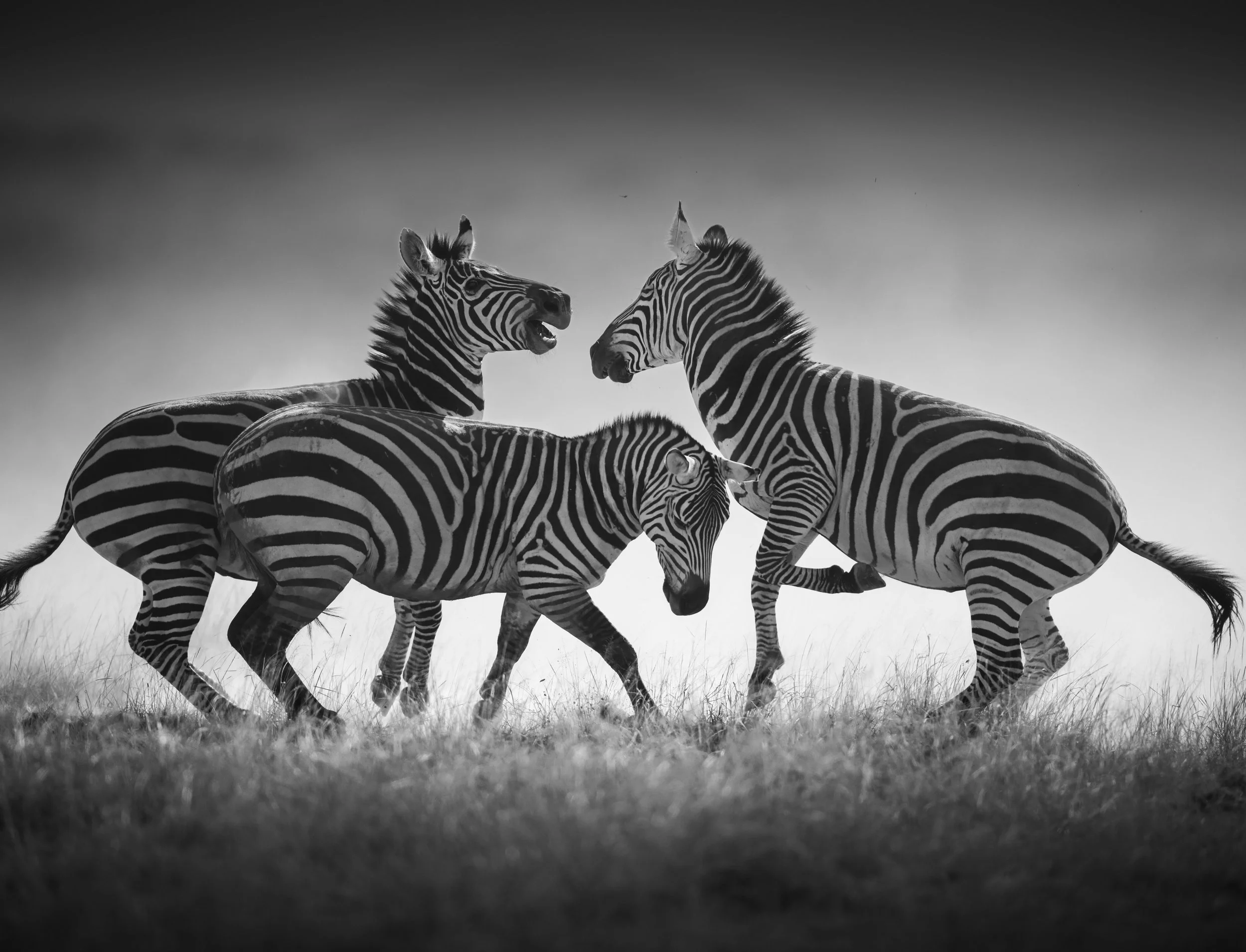 Fighting Zebras.jpeg