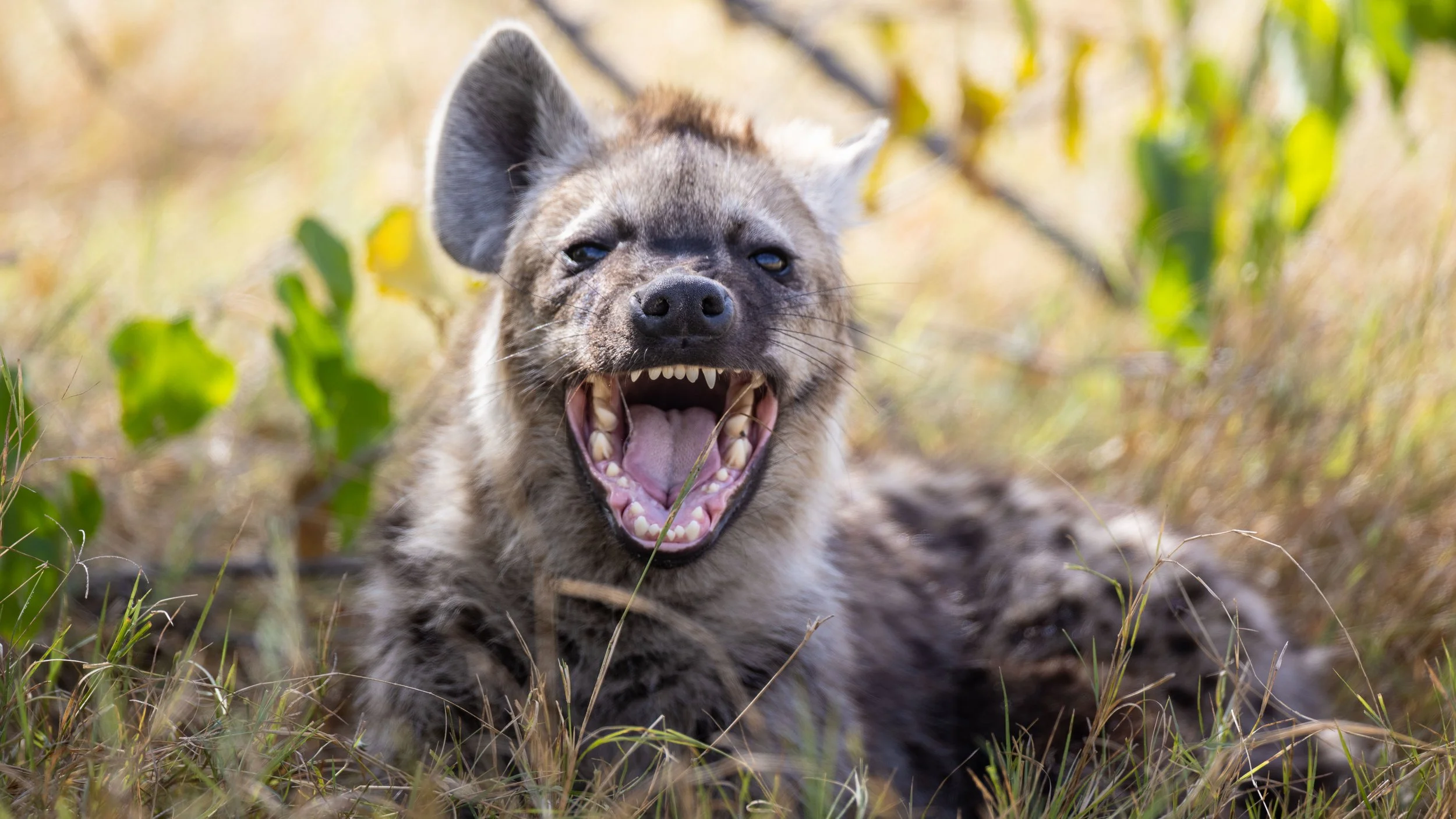 Hyena-8363.jpg
